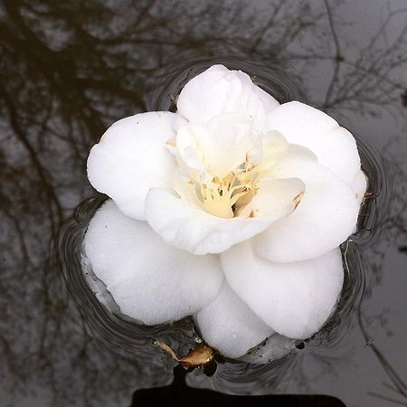 Eira Das Carvalhas Penafiel Rum bild