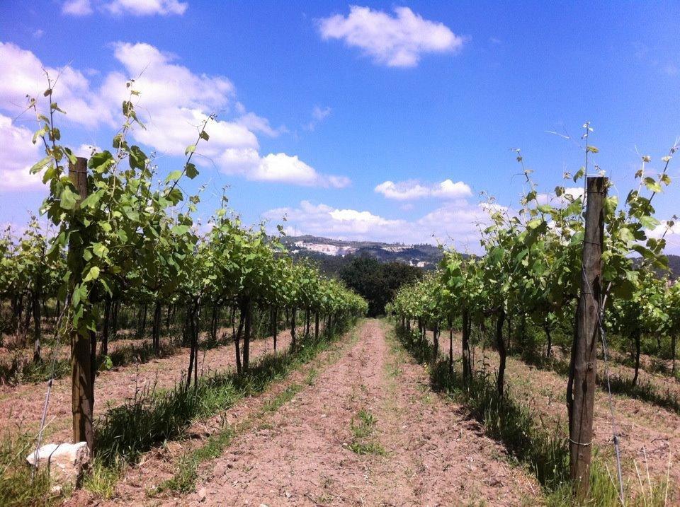 Eira Das Carvalhas Penafiel Rum bild